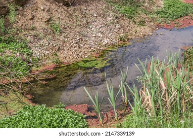 Swampy Stream.Vegetation In The Swamp.