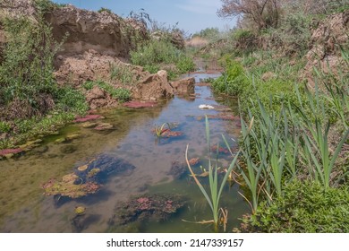 Swampy Stream.Vegetation In The Swamp.