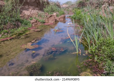 Swampy Stream.Vegetation In The Swamp.