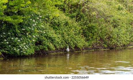 Swampy terrain and white bird. The shores of the lake are overgrown with vegetation. Wildlife, landscape. A white bird on the water. - Shutterstock ID 2255056649