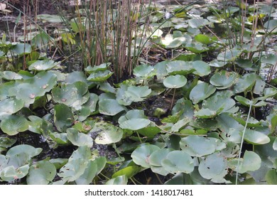 Swampy Terrain In Yamuna Biodiversity Park