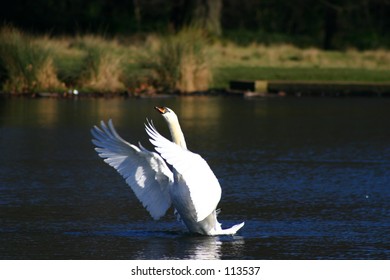 Swan