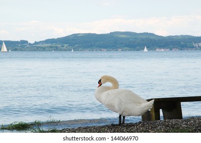 Swan