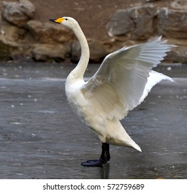 swan