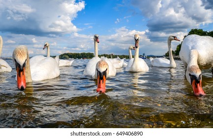 Swan