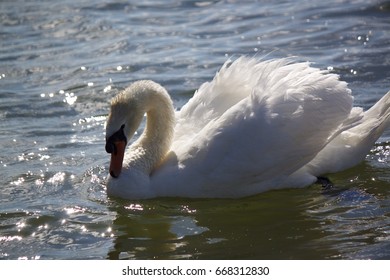 Swan