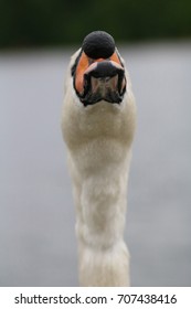 Swan