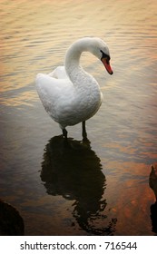 Swan