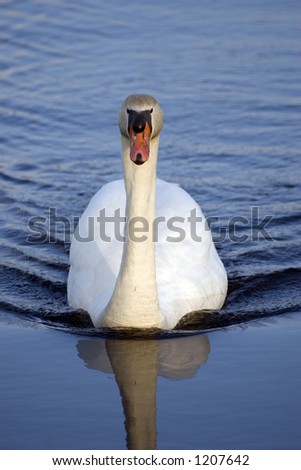 Image, Stock Photo swan Colour photo