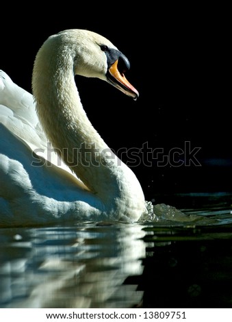 Similar – Image, Stock Photo swan Colour photo