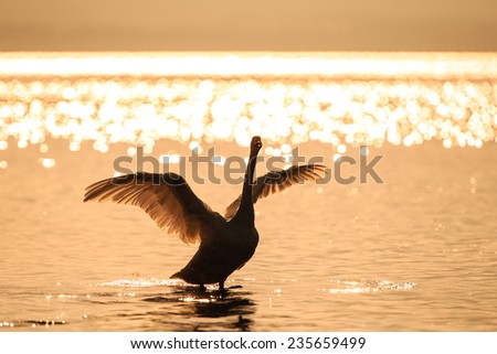 A swan