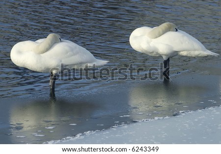 A swan