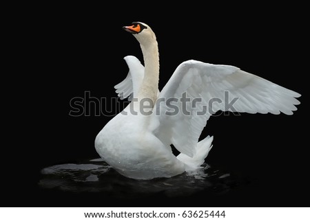 Similar – Weisser Schwan vor dunklem Hintergrund im Landeanflug