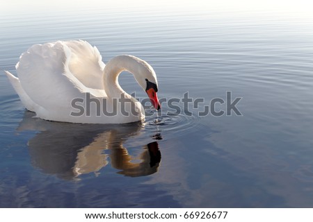 	Swan.