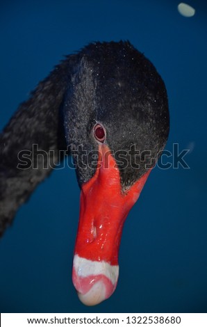 Similar – Image, Stock Photo suspicion Bird Zoo