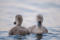 Swan Babies In Water. Two Grey Little Mute Swan Cygnets Swimming In Lake Geneva. Cygnus Olor In Spring.