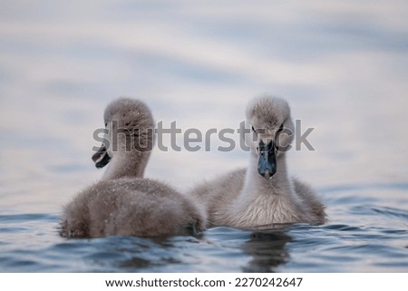 Swan babies in water. Two grey little Mute swan cygnets swimming in lake Geneva. Cygnus olor in spring.