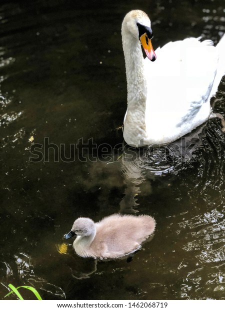 Swan Baby Signet On Canal Stock Photo Edit Now