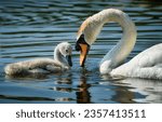 A swan with a baby swan in the water. Mother swan with baby swan in water