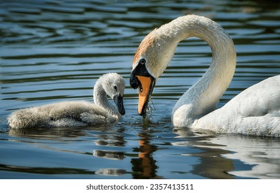 A swan with a baby swan in the water. Mother swan with baby swan in water