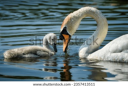 A swan with a baby swan in the water. Mother swan with baby swan in water