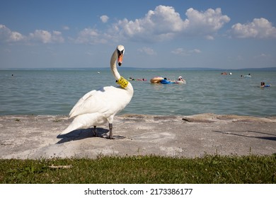 Swan At The Beach Of Lake Balaton