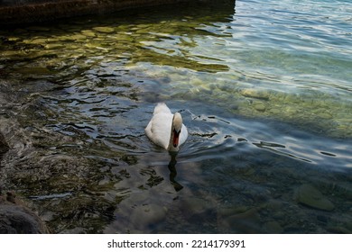 Swan In Beautiful River Limmat In Zurich.