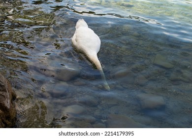 Swan In Beautiful River Limmat In Zurich.