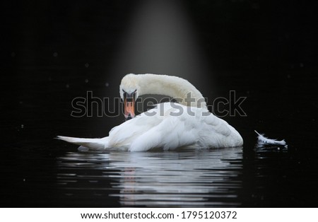 Swan beautiful In the water