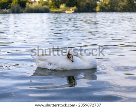 The swan bent its neck and pressed it to its body. Cygnus olor in a relaxed pose sleeping rocking on the surface of the water