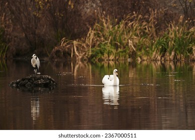 swan, bird, animal, wildlife, nature, white, birds