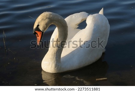 Swan, bird, lake, animal, water