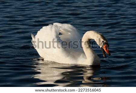 swan, bird, lake, blue, white, water