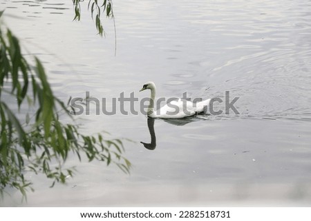 Swan, bird, lake, nature, swim, water, photos, wildlife 