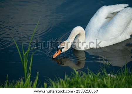 Swan, bird, lake, nature, white