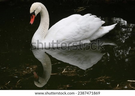 swan, bird, white bird, water bird, feathers