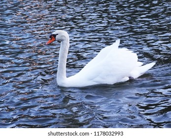 Swan At Boston Public Garden.