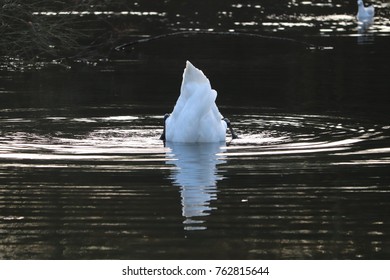 Swan Bottoms Up Catching Fish Shimmering Water Head Below The Water Autumn