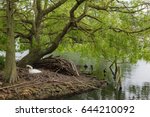 A swan builds its nest on a small island on South Norwood Lake, a park in suburban London