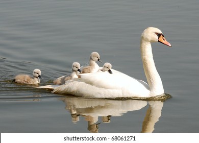 swan carries chicks piggyback