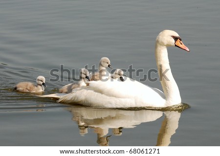 swan carries chicks piggyback