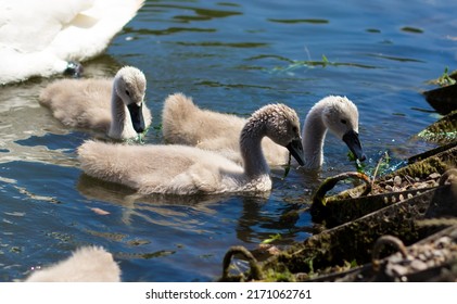 Swan chicks in a city park. Little swans on the lake
