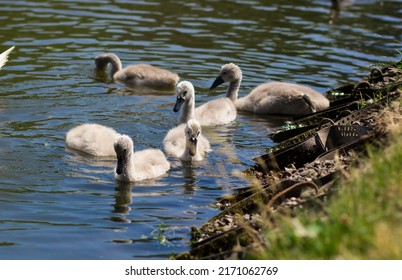 Swan chicks in a city park. Little swans on the lake