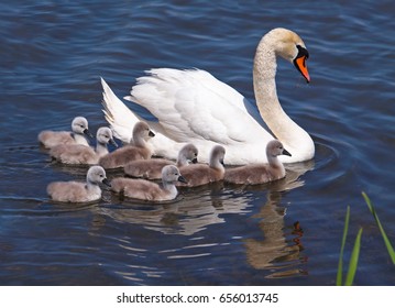 Swan with chicks, Cygnus olor