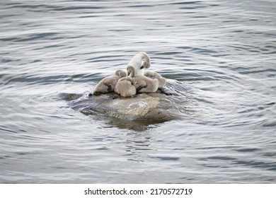 Swan chicks are sitting on a rock in the Baltic Sea.