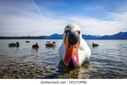 swan at the chiemsee lake - bavaria