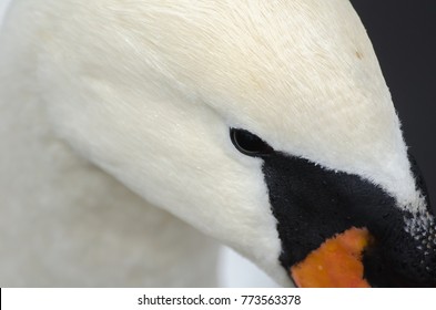 swan close up