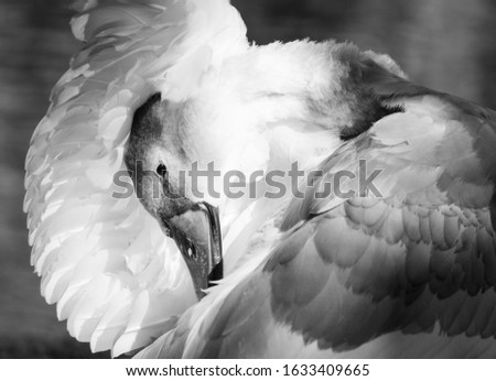 Similar – Image, Stock Photo Swan over!