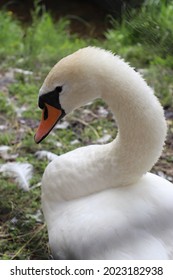 Swan, Close Up Swan, Swan Photo