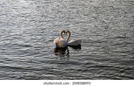 Swan Couple Courtship On Rhine Basel 22.12.2021